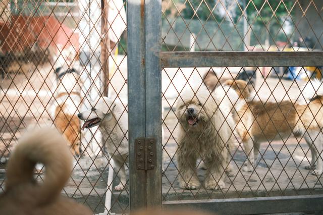 Des chiens joyeux derrière la clôture d'un refuge