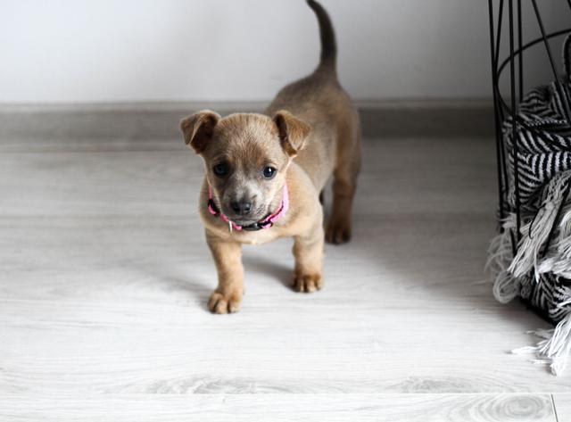 Un chiot découvre sa nouvelle maison