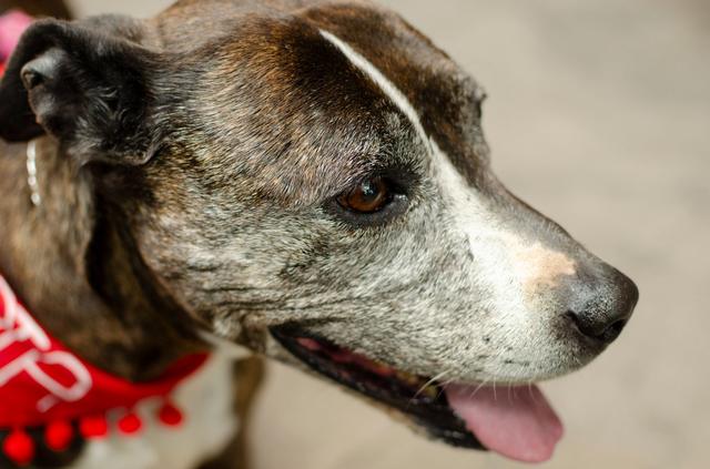 Portrait d'un chien senior au museau grisonnant