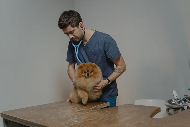 Un vétérinaire ausculte un petit chien au stéthoscope