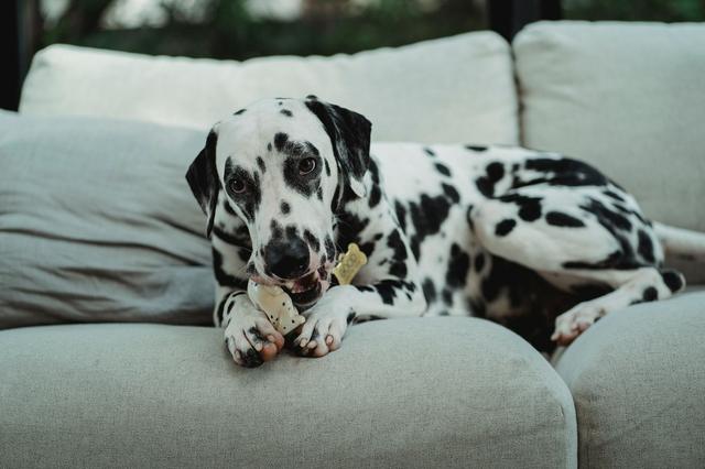 Un chien mordille un jouet sur un canapé