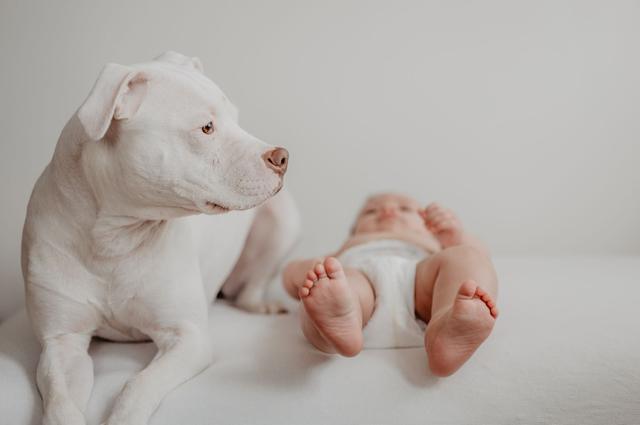 Un bébé allongé près d'un chien blanc, dans une scène paisible