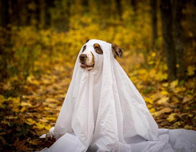 Un chien déguisé en fantôme assis dans les feuilles d'automne
