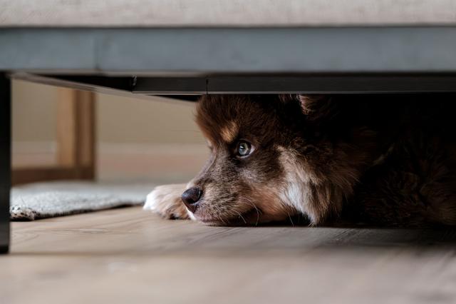 Un chien réfugié sous un canapé