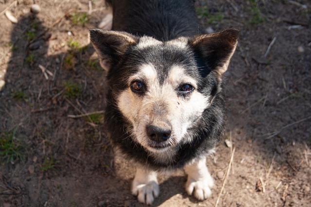 Un chien au regard expressif qui fixe l'objectif par une journée ensoleillée