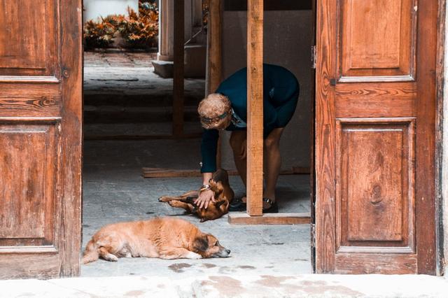 Un moment de complicité entre une maîtresse et ses chiens à la maison