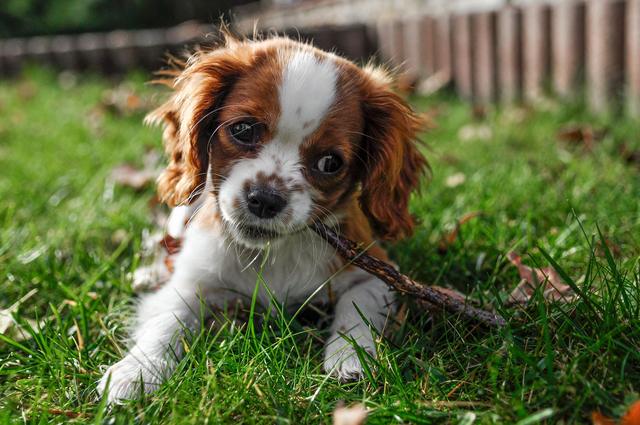 Un jeune chiot joue dans l'herbe