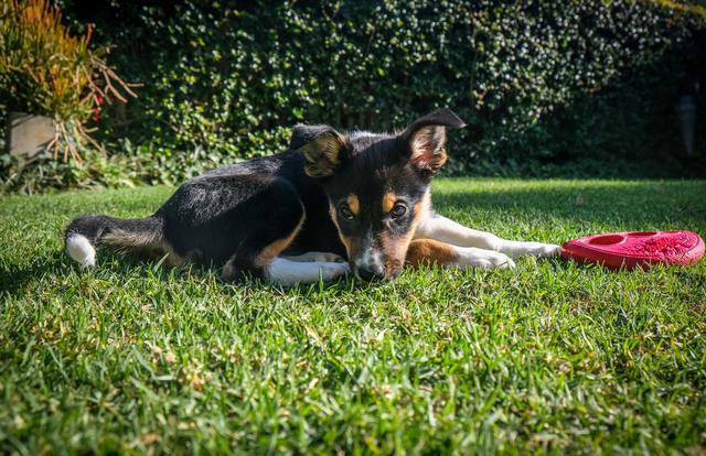 Un jeune chien allongé dans l'herbe avec son frisbee