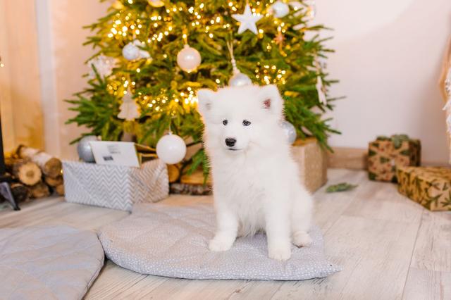 Un chiot blanc assis près d'un sapin de Noël décoré