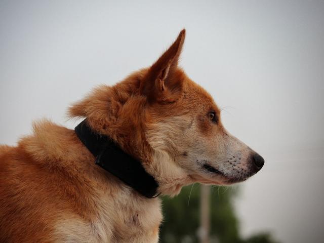Portrait d'un chien portant un collier classique