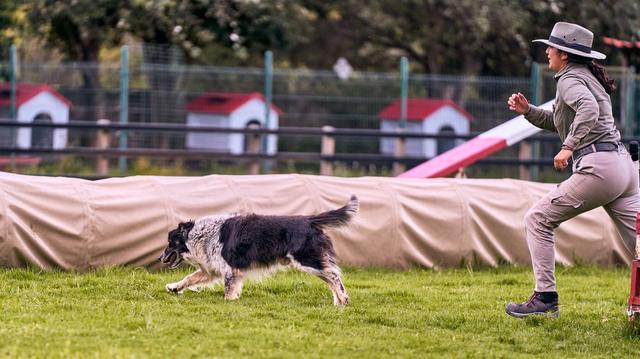 Une séance d'éducation canine en laisse dans un parc