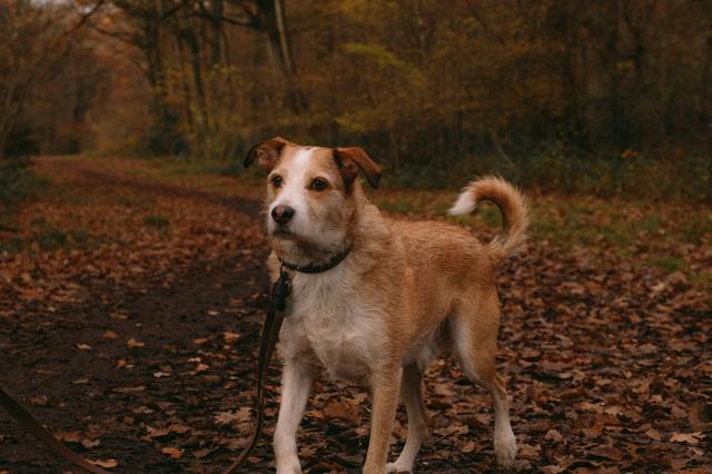 Un chien en promenade sur un chemin couvert de feuilles