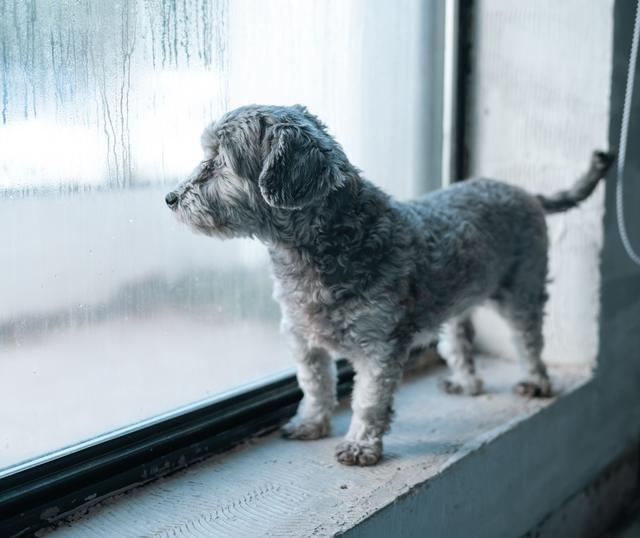 Un chien attend à la fenêtre