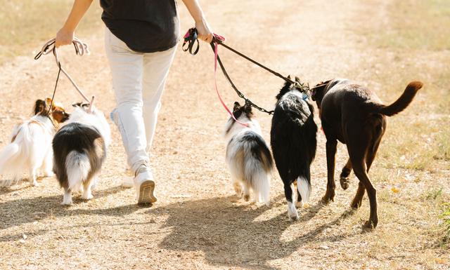 Une promeneuse de dos sur un chemin de campagne avec plusieurs chiens en laisse