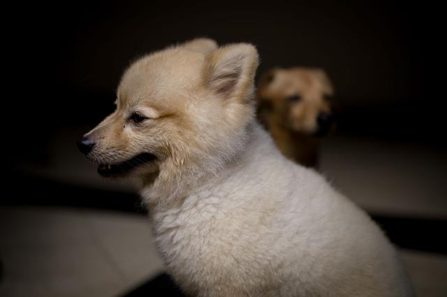 Deux chiots assis côte à côte qui regardent l'objectif