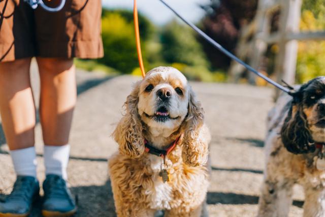 Un maître se promène avec son chien au soleil