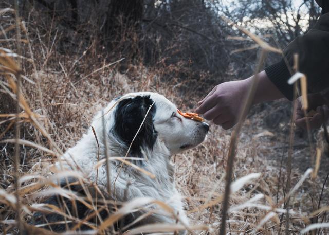 Un chien reçoit une friandise de la main de son maître