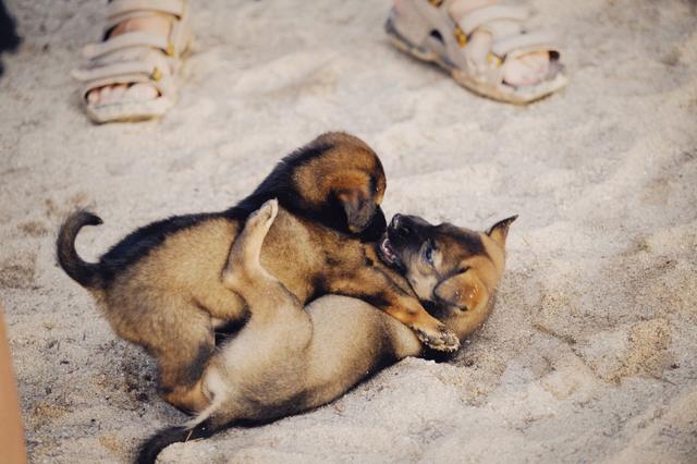 Deux chiots qui jouent ensemble sur le sable